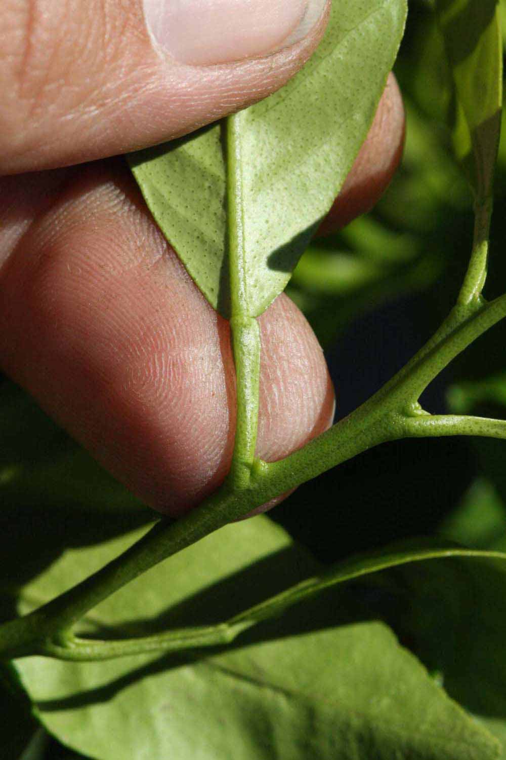              Petiole (Riverside, CA)       